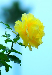KIN 44 黄色い倍音の種
