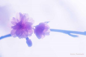 KIN 66 白い磁気の世界の橋渡し