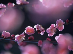 KIN  97 赤い律動の地球