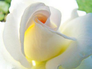 KIN１　赤い磁気の竜