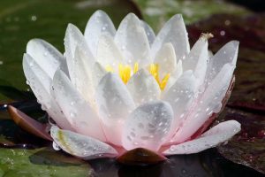 KIN２１赤い銀河の竜