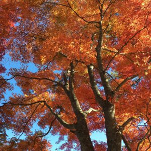 KIN５７　赤い倍音の地球